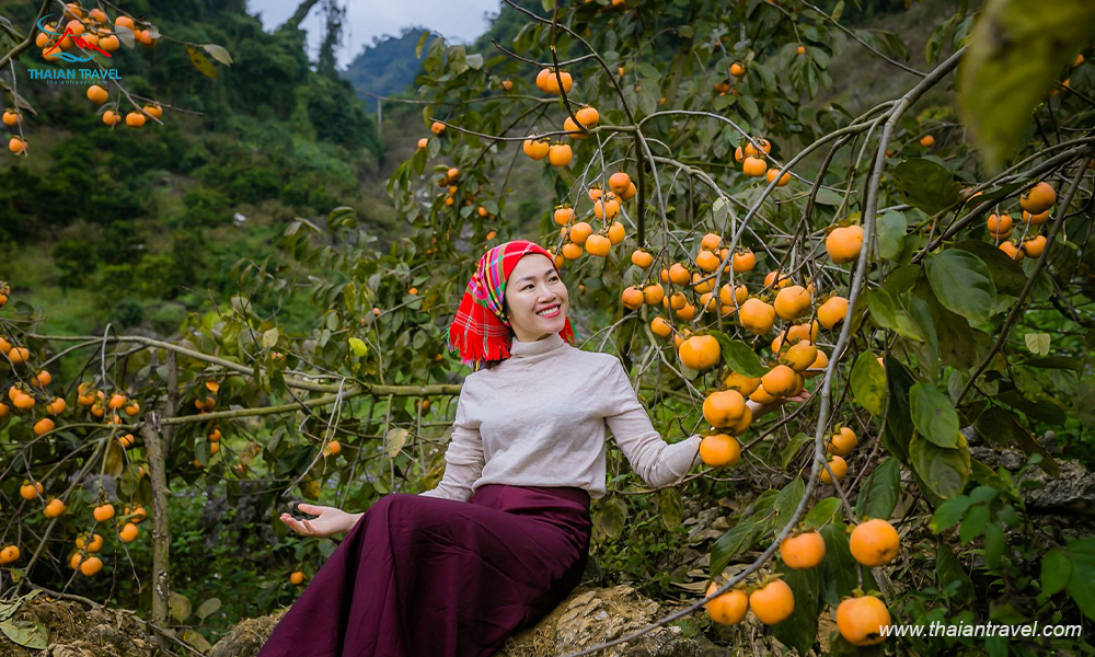 gia-tour-moc-chau-2022-2023-gia-tot-lich-trinh-tour-hap-dan