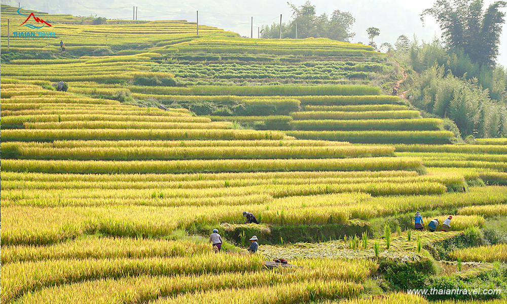 Du lịch Đông Tây Bắc mùa thu - Lắng nghe mùa vàng trên non cao