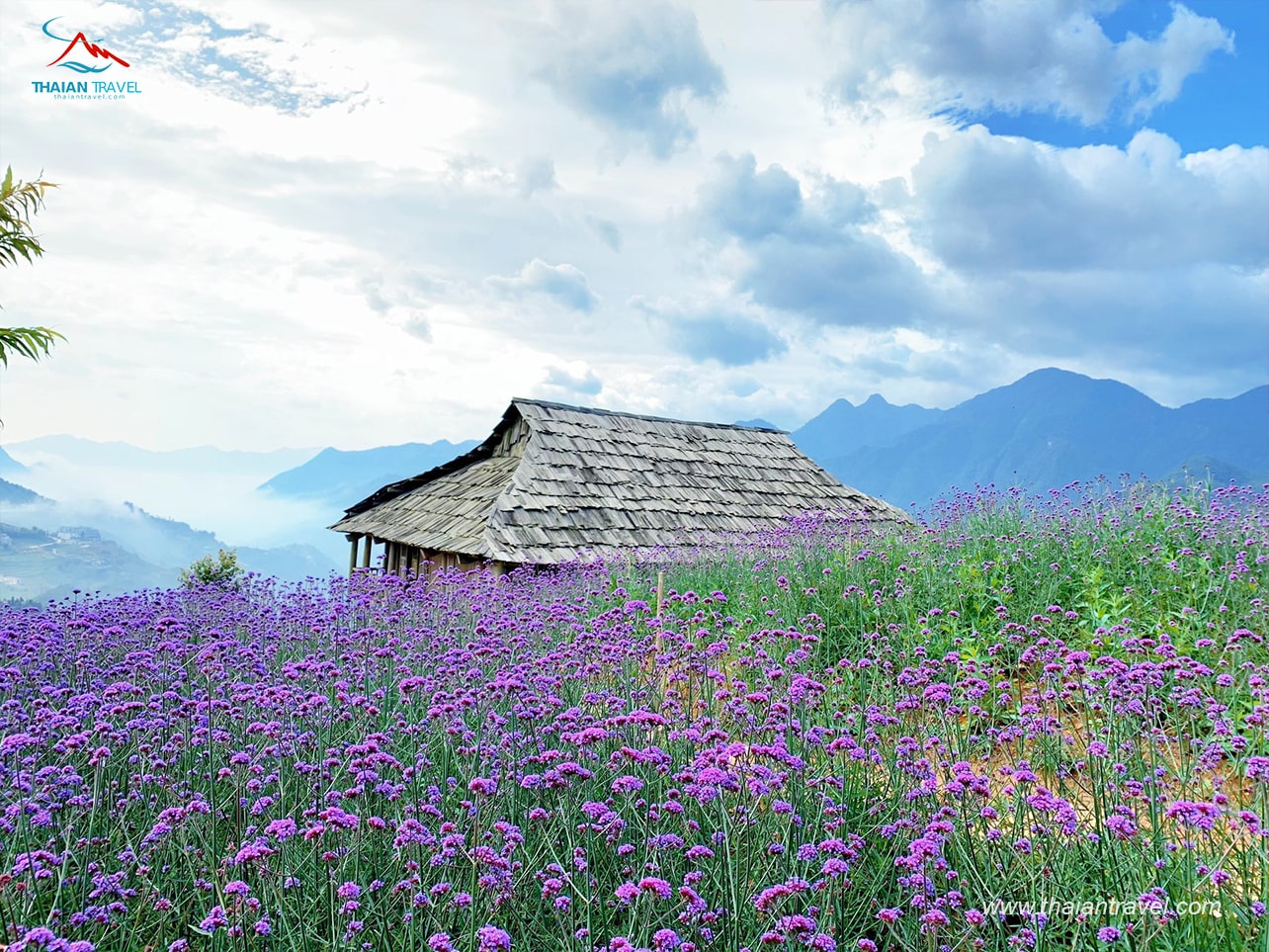 Cánh đồng hoa tím Sapa| Những khoảnh khắc 