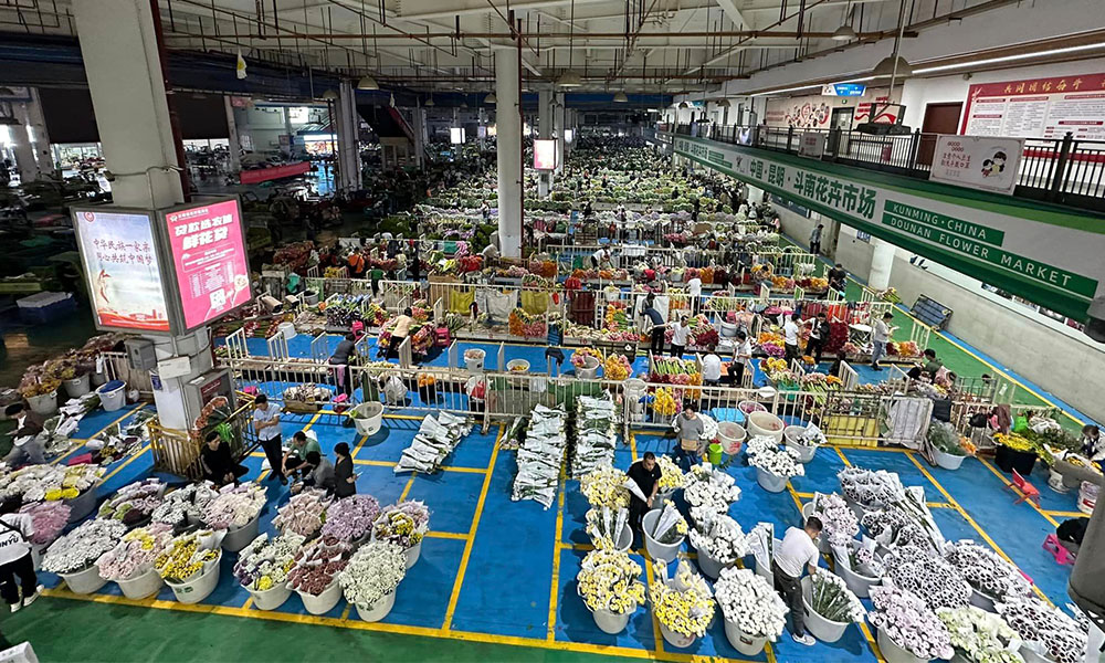 Chợ hoa Đấu Nam - Thủ phủ hoa tươi của châu Á ở Côn Minh, Trung Quốc - THÁI AN TRAVEL