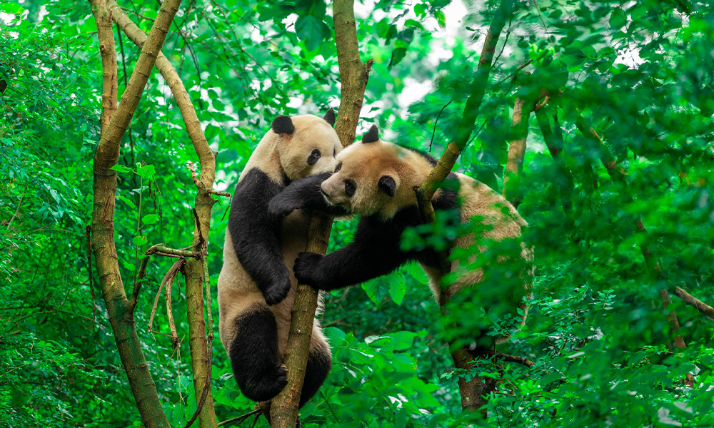 Công viên gấu trúc Thành Đô nổi tiếng tại Tứ Xuyên Trung Quốc - THÁI AN ...