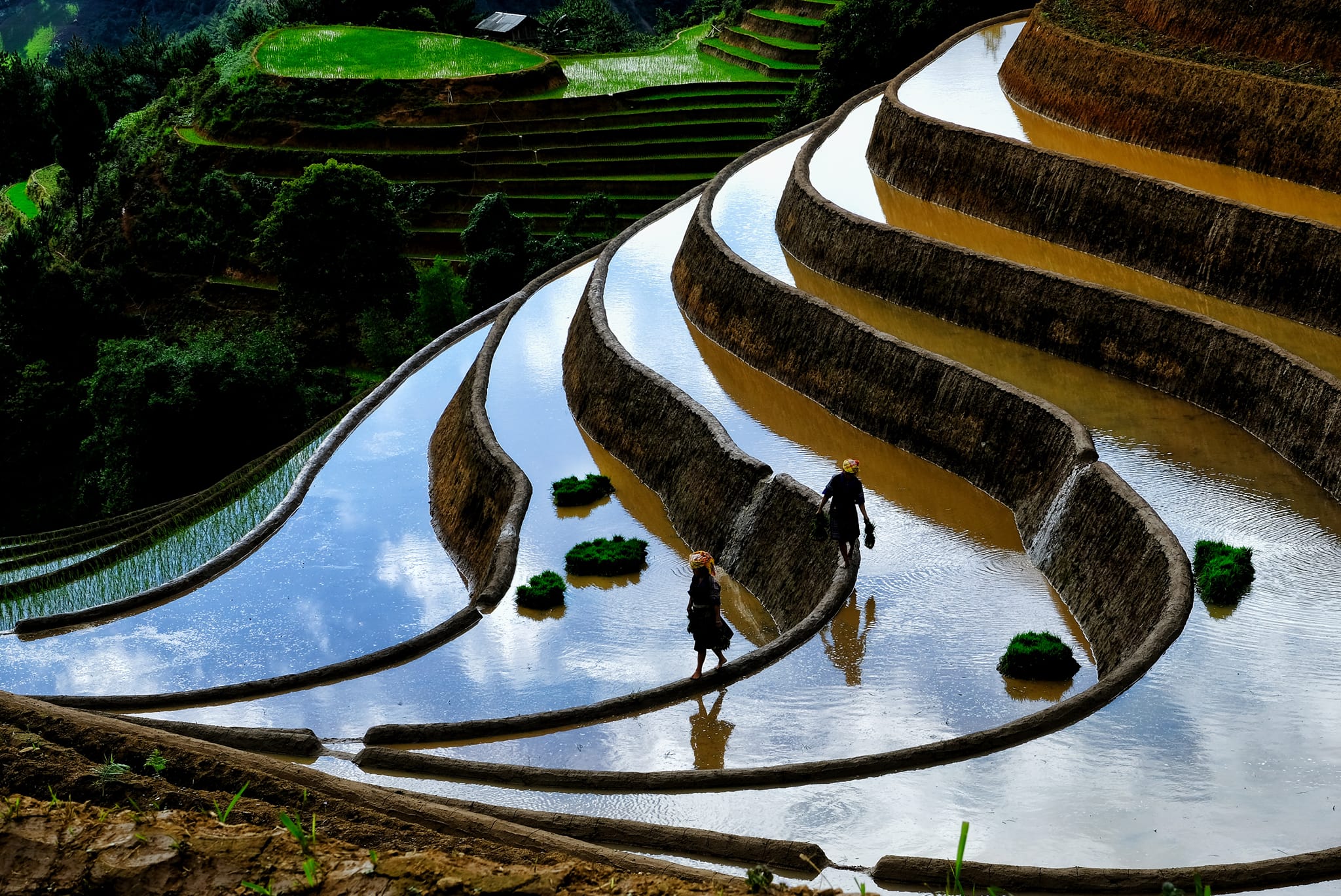 Rice fields during watering season
