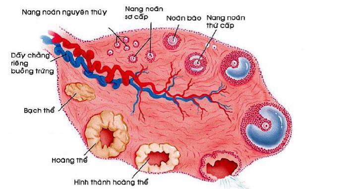 tuần thai thứ 2 - dambaulf
