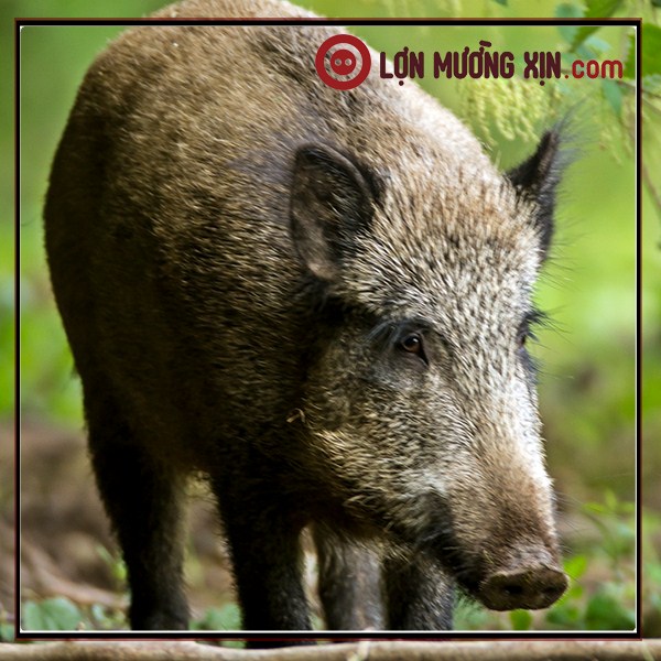 ban-lon-rung-nguyen-con-chinh-cong