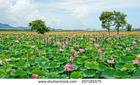 tranh-dan-tuong-3d-phong-canh-dam-sen