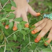 BỆNH THIẾU MEN G6DP CÓ THỂ DÙNG HENNA ĐƯỢC KHÔNG? CÁCH BẢO QUẢN INDIGO VÀ HENNA