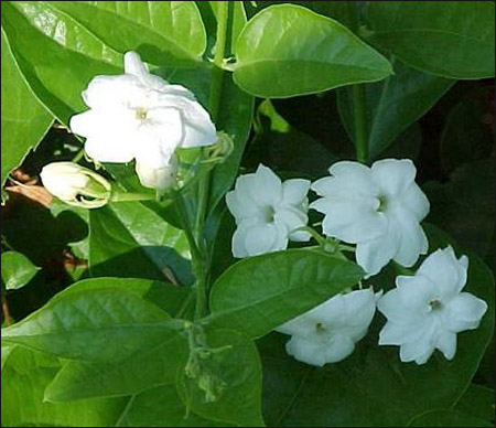Trà Ướp Hoa Nhài