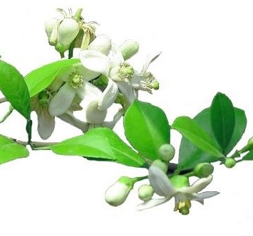 Trà Ướp Hoa Bưởi