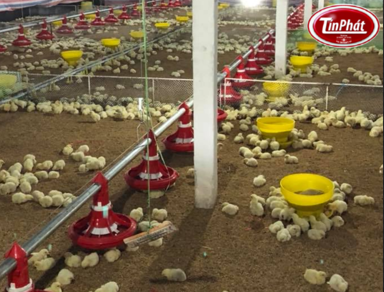 Lợi ích và Kỹ thuật Nuôi gà Gia công Kinh nghiệm từ Mô hình Thành công