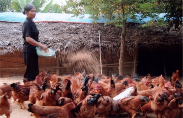 CÁCH LÀM CHUỒNG GÀ