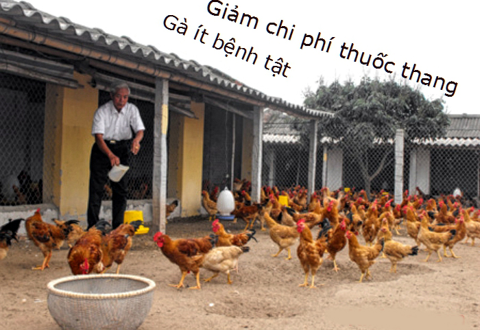 Kinh nghiệm nuôi gà trên nền cát trắng và cách chọn cát nuôi gà