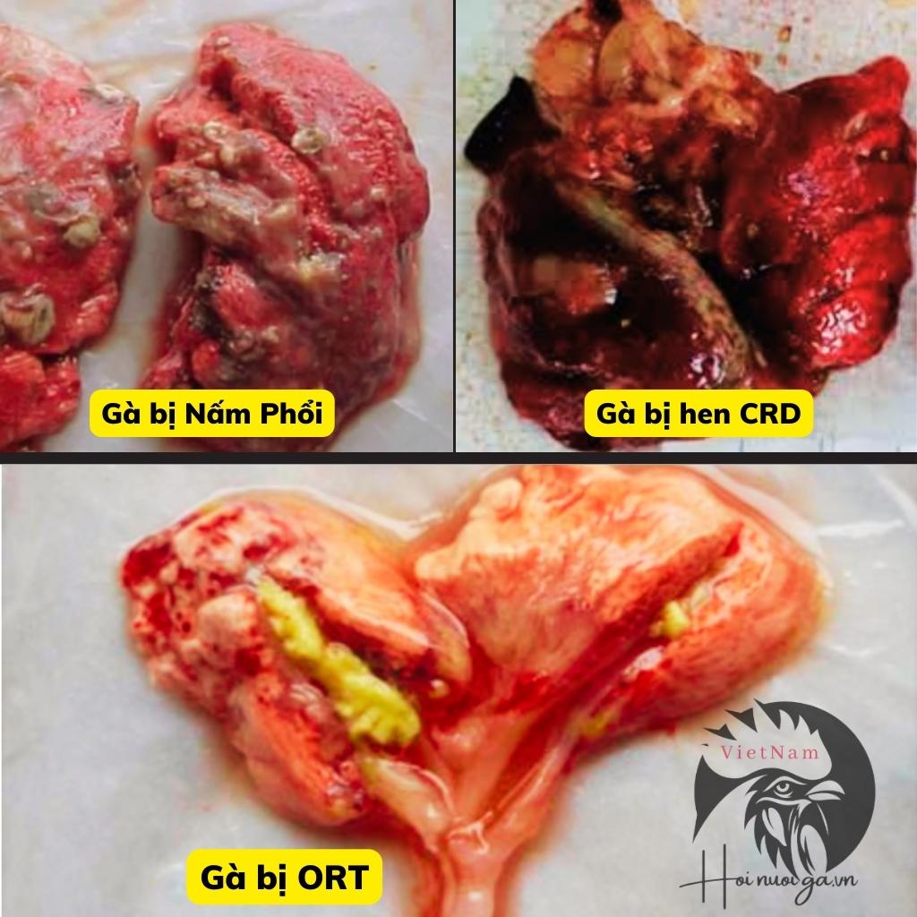 cách mổ khám gà, phổi gà bị nấm, bị ort bị hen ccrd, hội nuôi gà việt nam