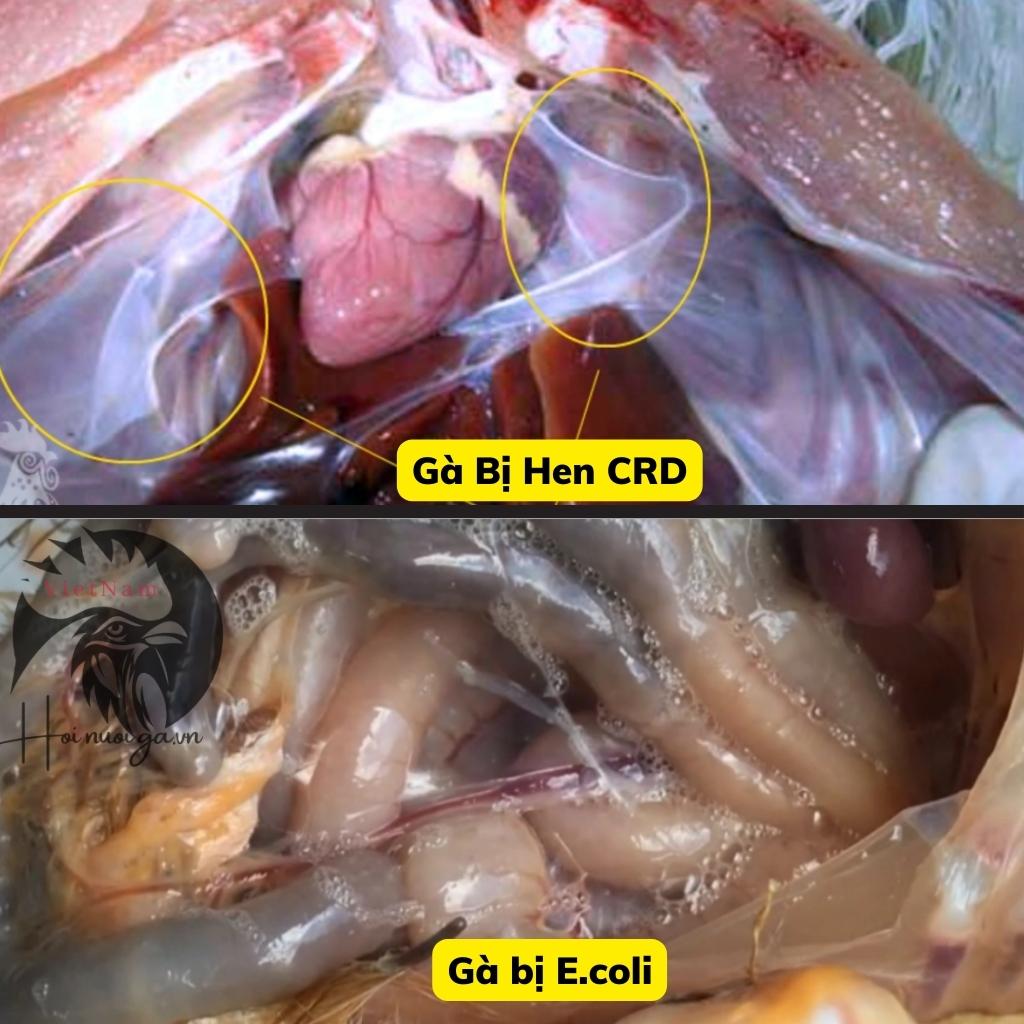 mổ khám gà - cách tìm bệnh của gà bệnh e.coli bệnh crd ccrd - hội nuôi gà việt nam