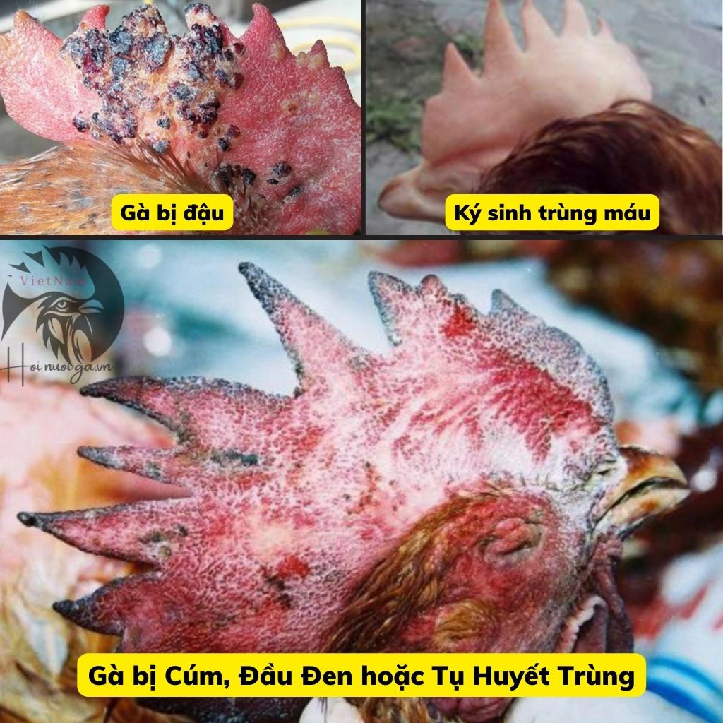 kỹ thuật mổ khám gà - mào gà bị nổi mụn, tím tái, tái nhợt là bệnh gì - hội nuôi gà việt nam