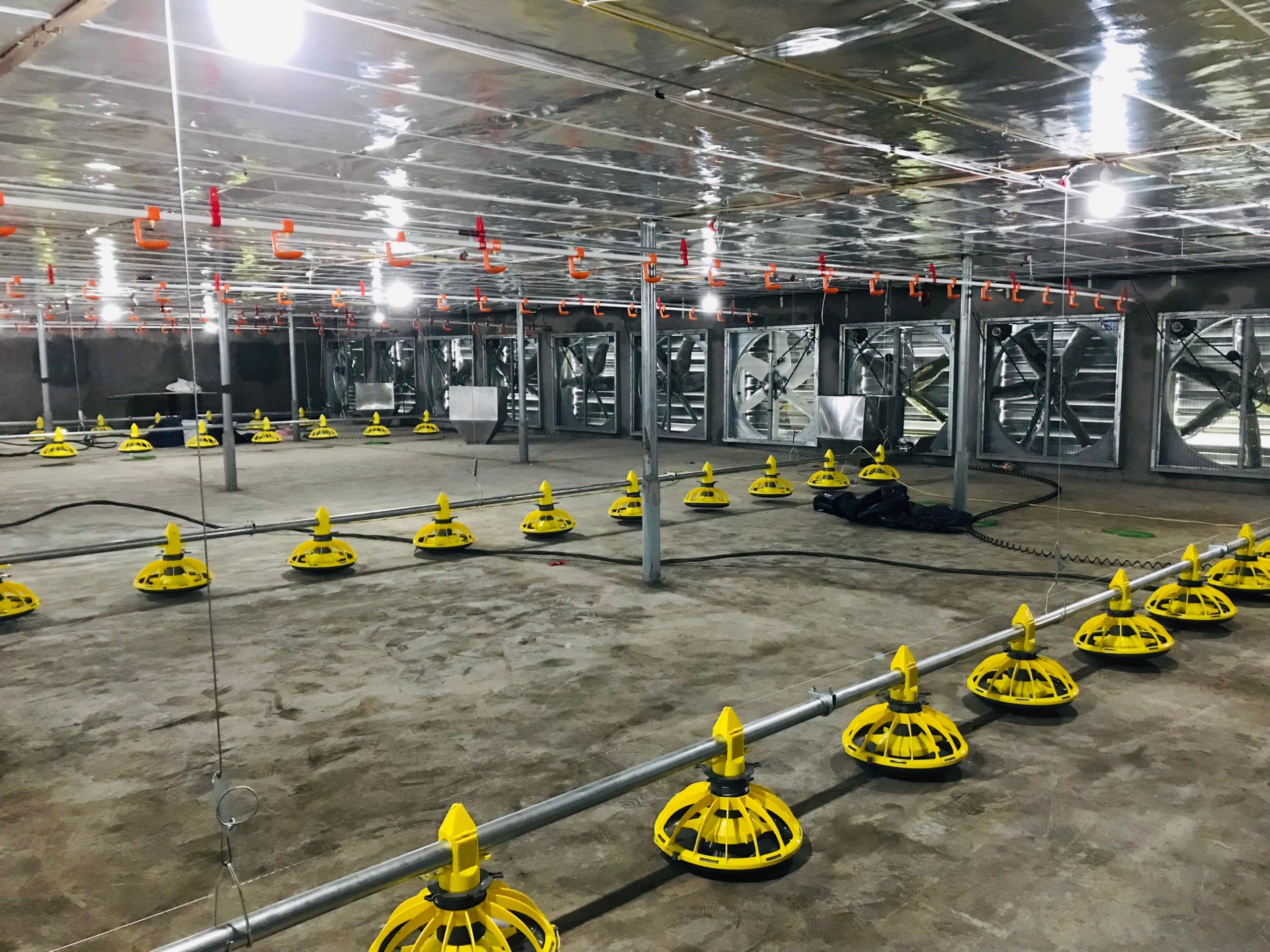 Máng ăn tự động cho gà Giải pháp tối ưu cho chăn nuôi