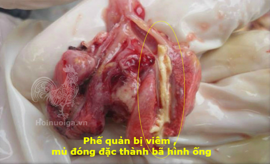 bênh ort ở gà