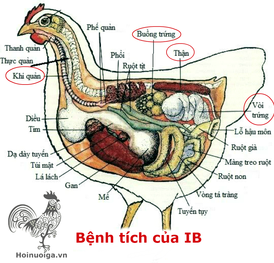 bệnh ib viêm phế quản truyền nhiễm