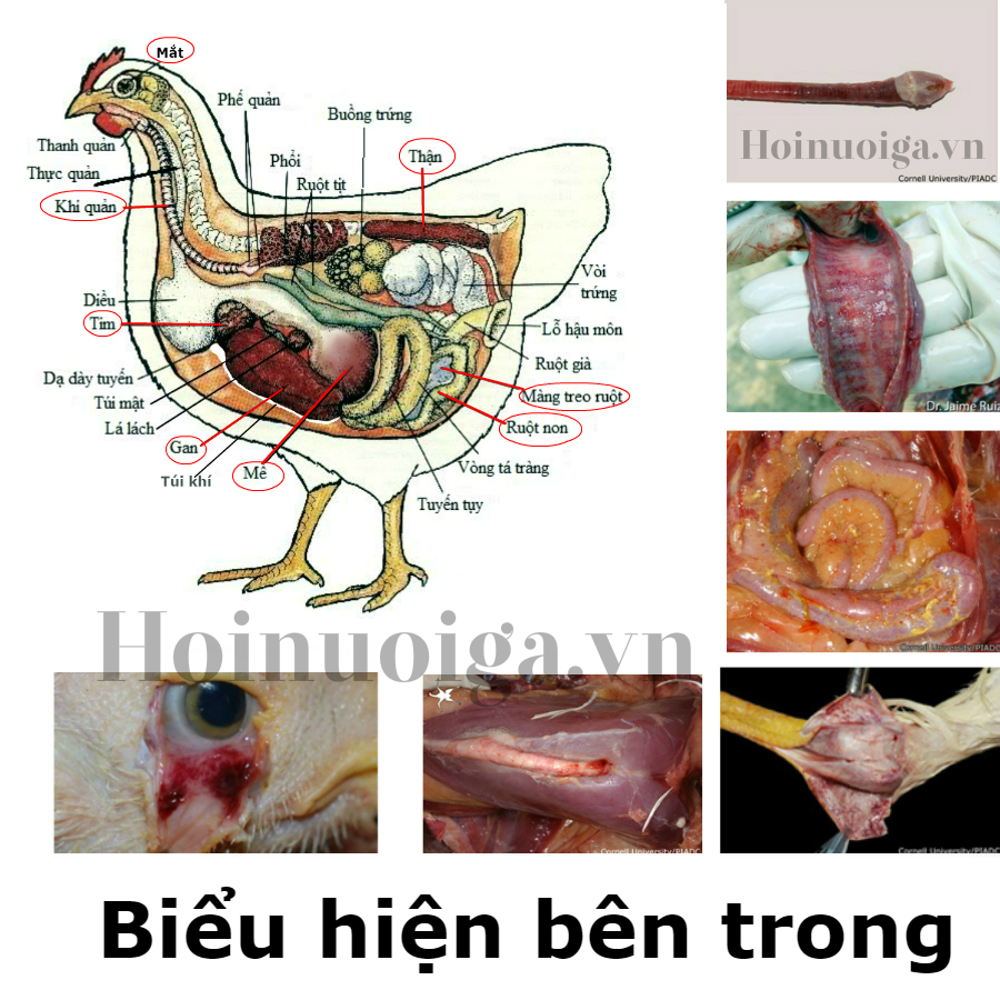 bieu hien khi ga bi cum gia cam