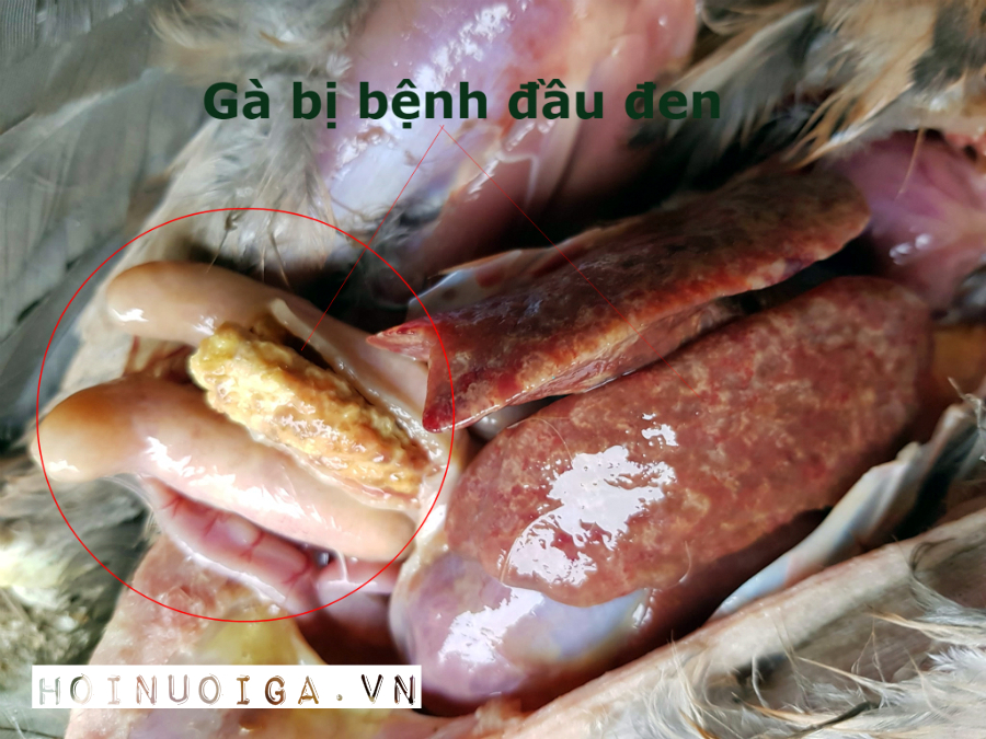 gà bị bệnh gì? gan bị hỏng - gà bị đầu đen