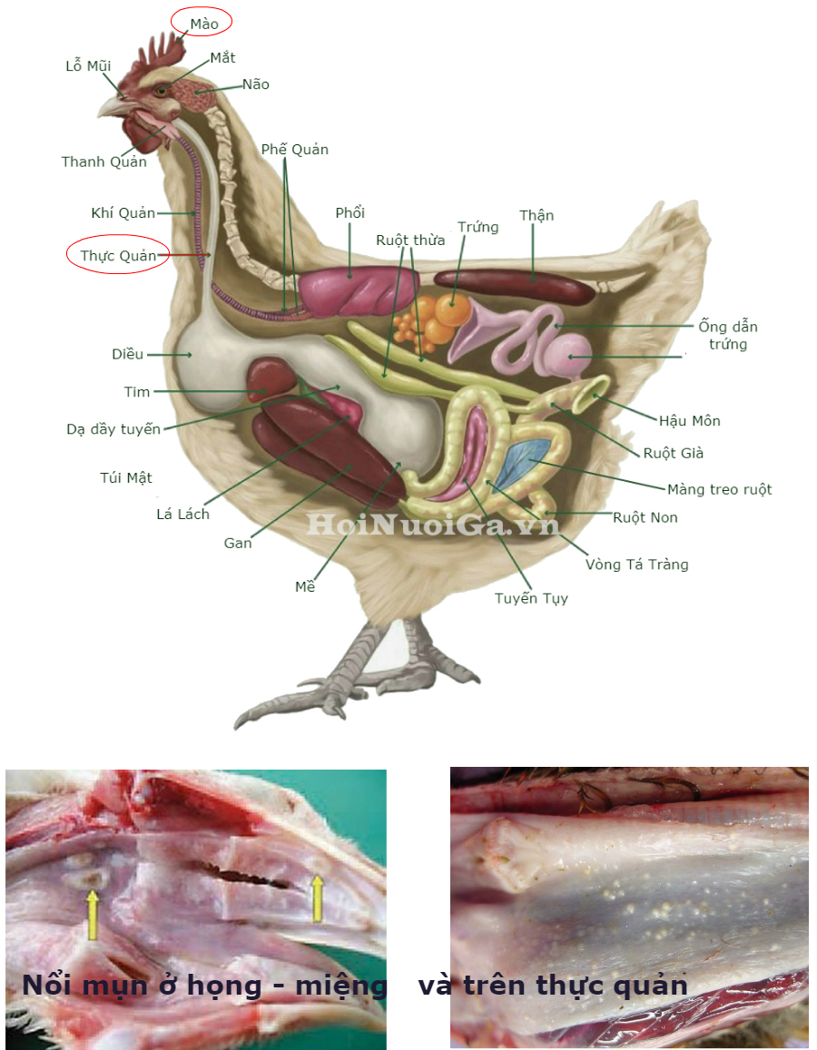 gà bị bệnh đậu - cách nuôi gà - hội nuôi gà việt nam