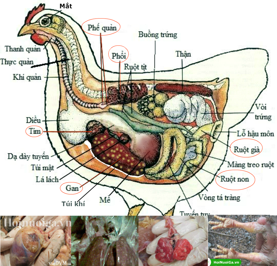 ga bi benh tu huyet trung gà bị tụ huyết trùng