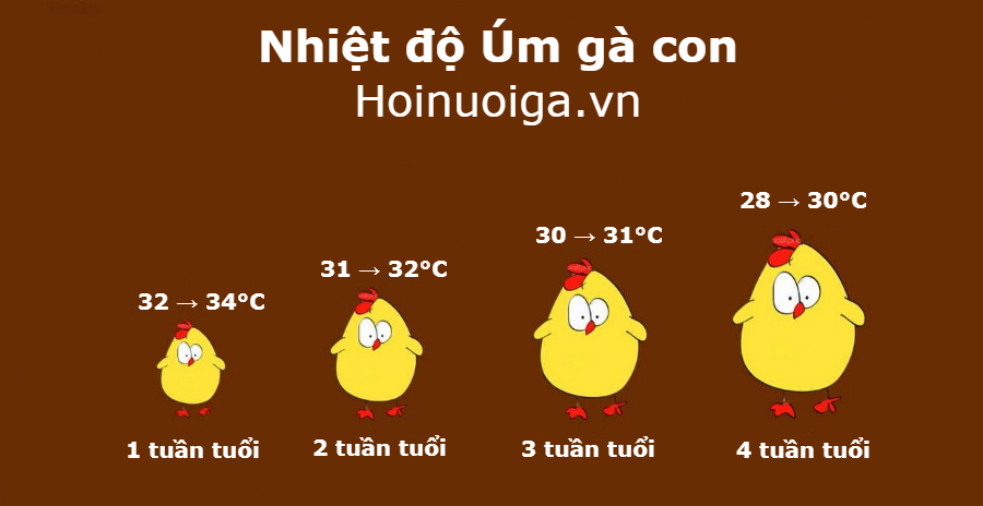 nhiệt độ úm gà con