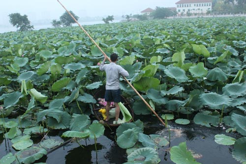 Mùa sen sớm ở Tây Hồ