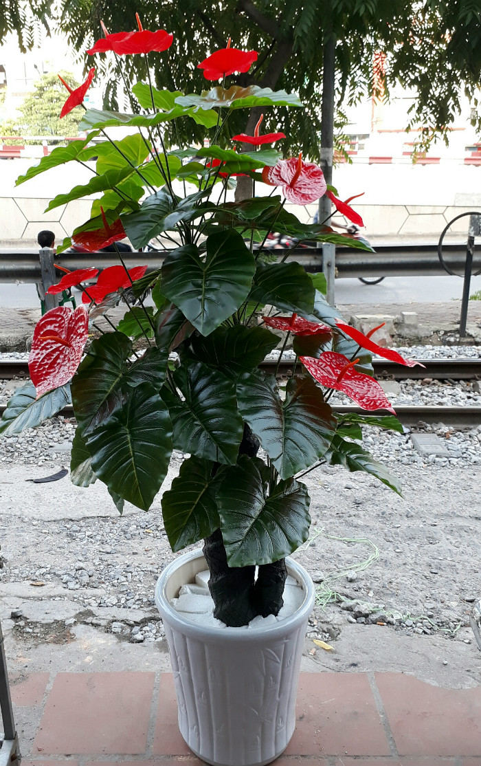 Cây hồng môn giả tại Hoa Lụa Phương Thảo