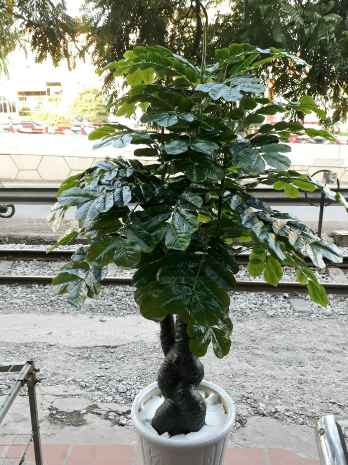 Cây cảnh giả trong nhà trang trí đẹp và chất lượng