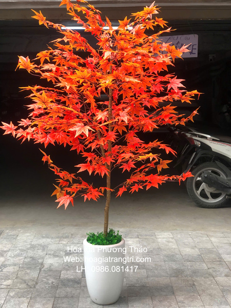 Cây phong lá đỏ trang trí nội thất đẹp