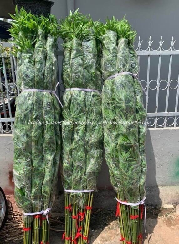 Địa chỉ bán cây trúc, cây tre giả tại Hà Nội, giá rẻ, uy tín. Địa chỉ bán cây trúc, cây tre giả tại Hà Nội, giá rẻ, uy tín.