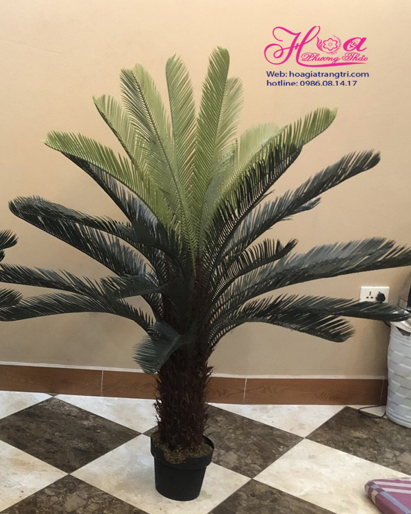 Cây vạn tuế là loại cây giả dùng trang trí thay cây thật Cây Vạn Tuế Là Loại Cây Giả Dùng Trang Trí Thay Cây Thật