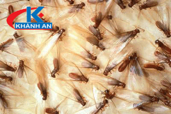 Cách diệt mối cánh bay vào nhà sau mưa rào mùa hè