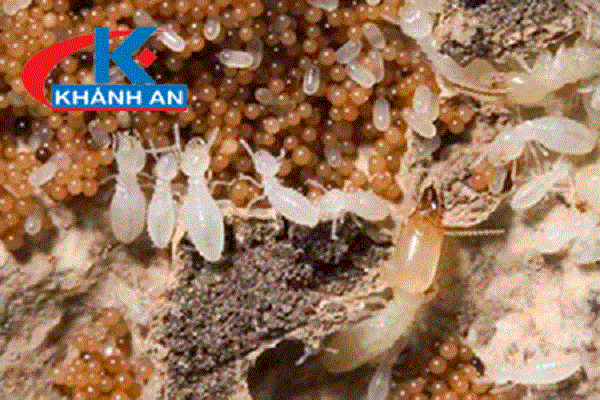 Diệt mối tận gốc với hộp nhử và chế phẩm PMC90