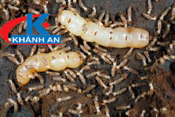 Mối gỗ khô và cách diệt tận gốc hiệu quả