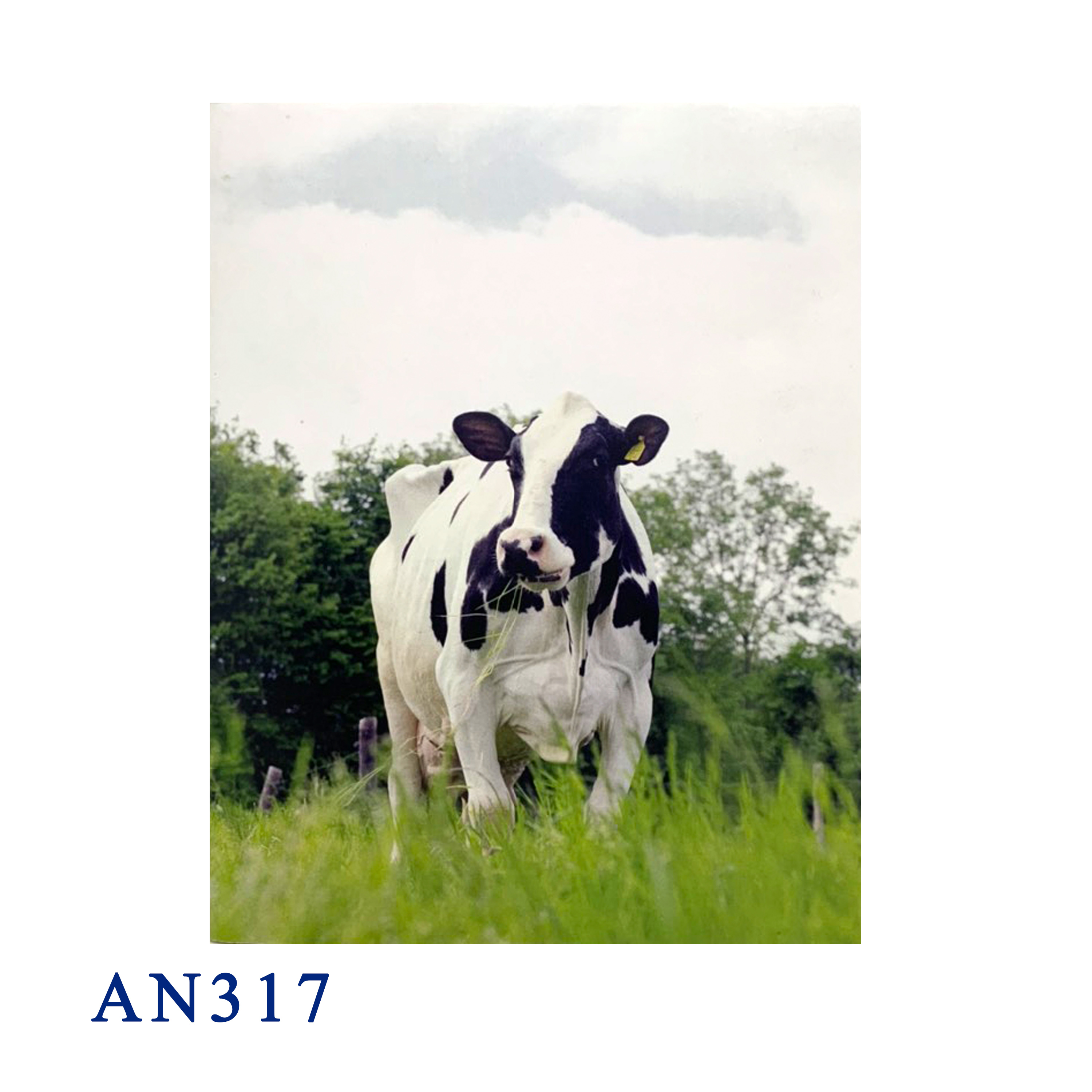 Customized Cow Pop Up Card