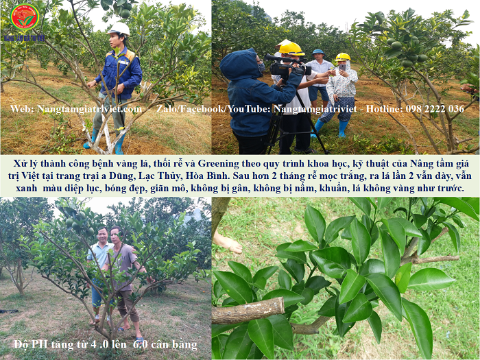 Biện pháp phòng, trừ bệnh vàng lá gân xanh ( Greening )