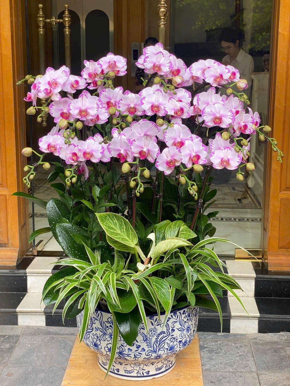 Chậu lan hồ điệp hồng 15 cành tặng sinh nhật sếp, đối tác, khách hàng. Hoa lan hồ điệp tặng sinh nhật mẹ yêu.