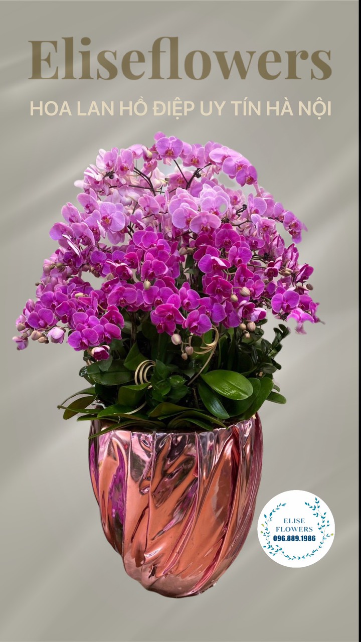 Chậu hoa lan hồ điệp màu tím  hồng chúc mừng sinh nhật - Hoa sinh  nhật đẹp ở Hà Nội