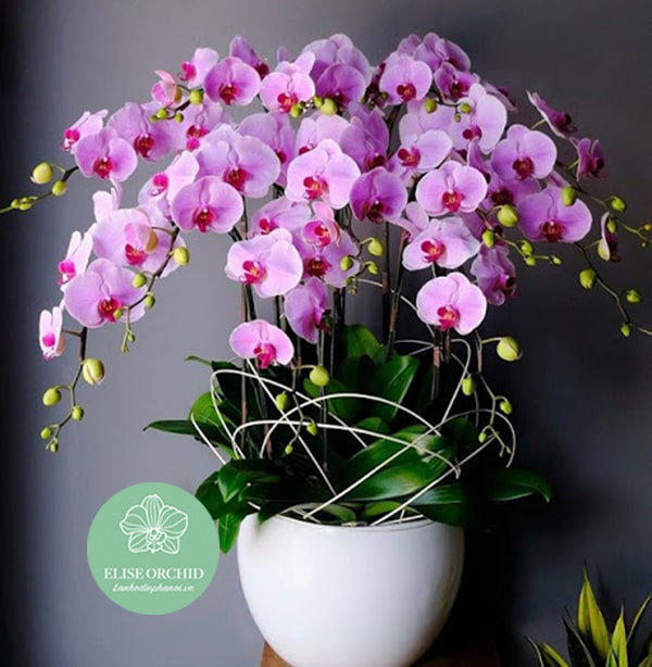 CHẬU LAN HỒ ĐIỆP HỒNG 12 CÀNH | Chậu hoa lan hồ điệp 12 cành màu hồng lưỡi đỏ | Shop hoa lan hồ điệp ở Hà Nội