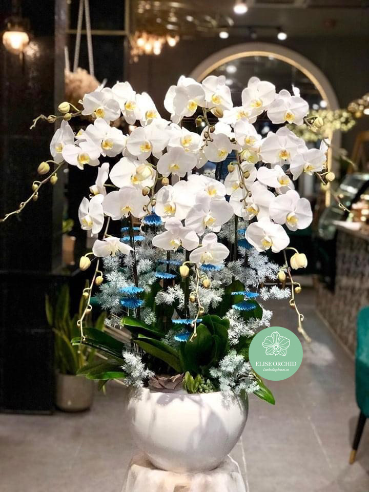 Lan hồ điệp mừng khai trương màu trắng 10 cành - HĐ01 | Shop hoa lan hồ điệp khai trương ở Hà Nội