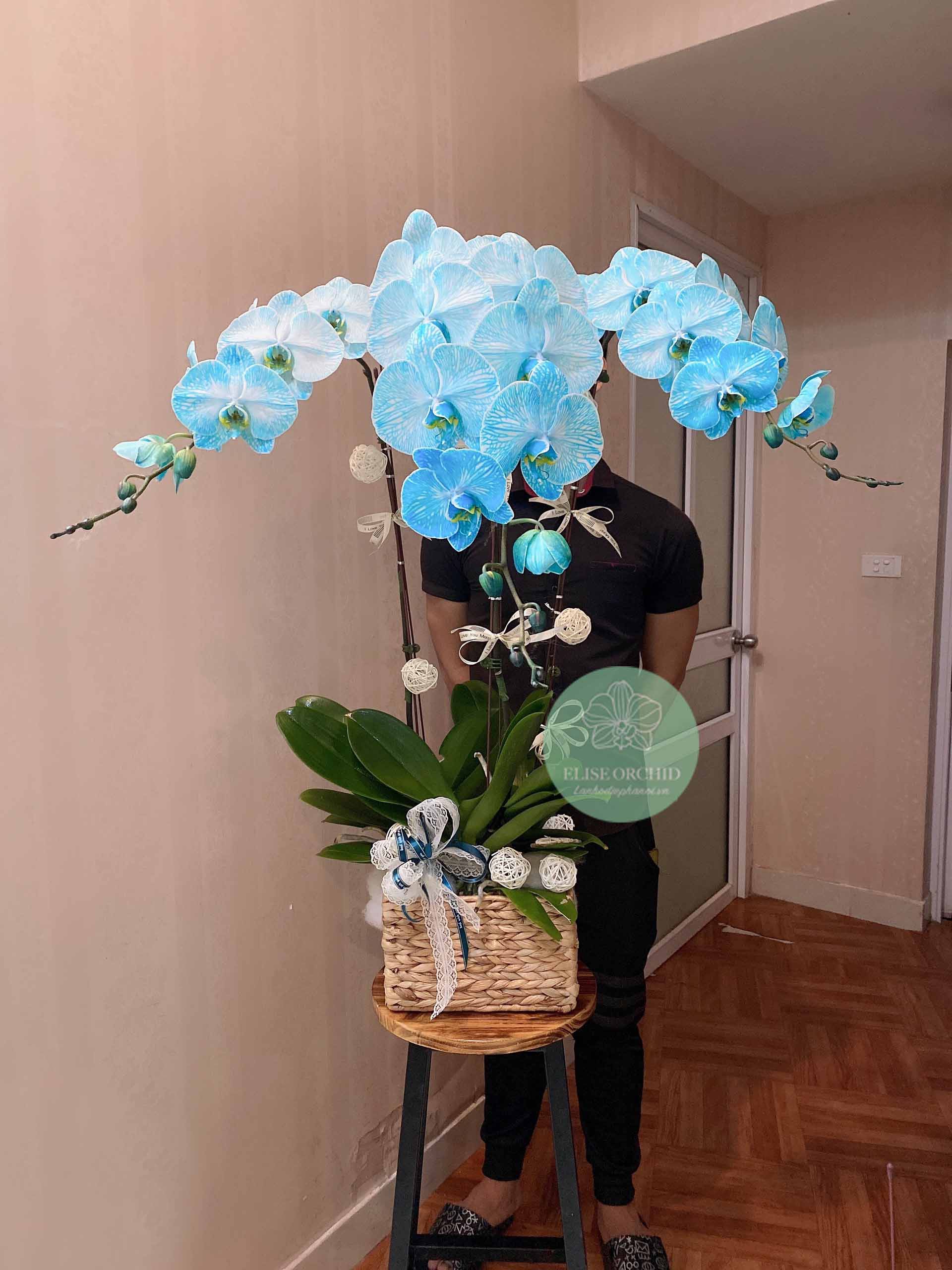 CHẬU LAN HỒ ĐIỆP MÀU XANH DƯƠNG ( BLUE) 3 CÀNH GIÁ RẺ Ở HÀ NỘI