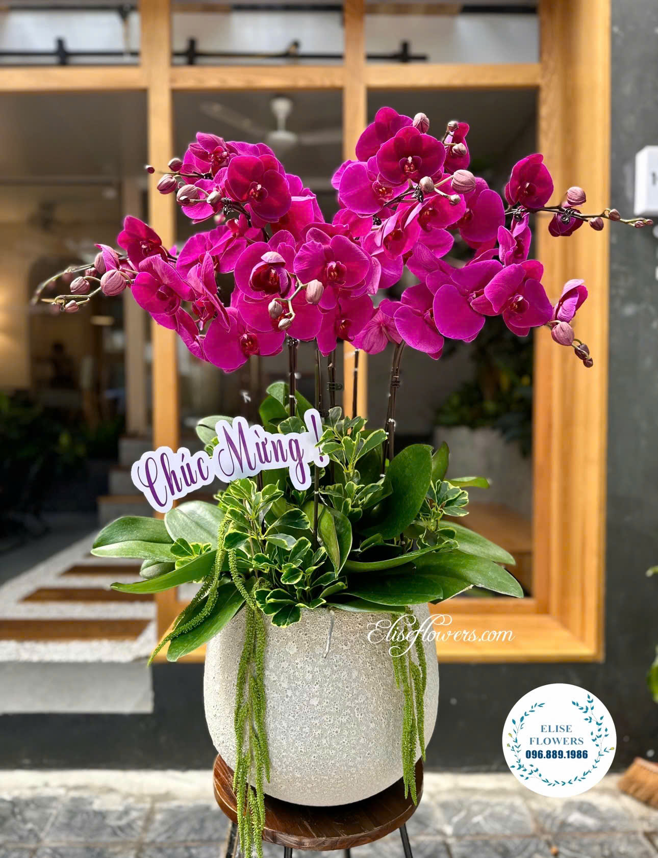 Chậu hoa lan hồ điệp màu tím ớt tặng sinh nhật. Hoa lan hồ điệp màu tím đẹp chúc mừng sinh nhật. Lan hồ điệp tặng sinh nhật ở Hà Nội.