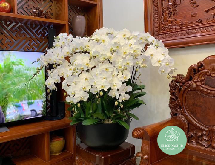 Địa chỉ bán hoa lan hồ điệp ở hà nội | Shop hoa lan đẹp ở hà nội