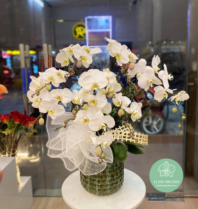 Chậu lan hồ điệp trắng 8 cành - Hoa lan hồ điệp màu trắng 8 cành | Elise Orchird | Shop hoa lan hồ điệp uy tín ở Hà Nội