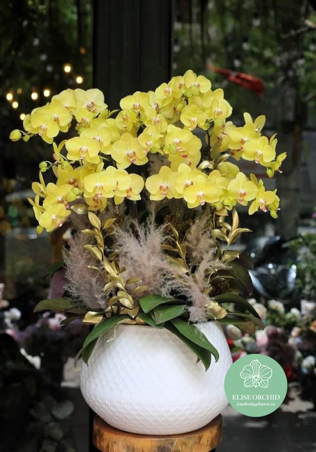Chậu lan hồ điệp vàng 11 cành | lan hồ điệp vang 11 cành | Mua lan hồ điệp ở đâu Hà Nội | Shop hoa lan hồ điệp đẹp ở Hà Nội