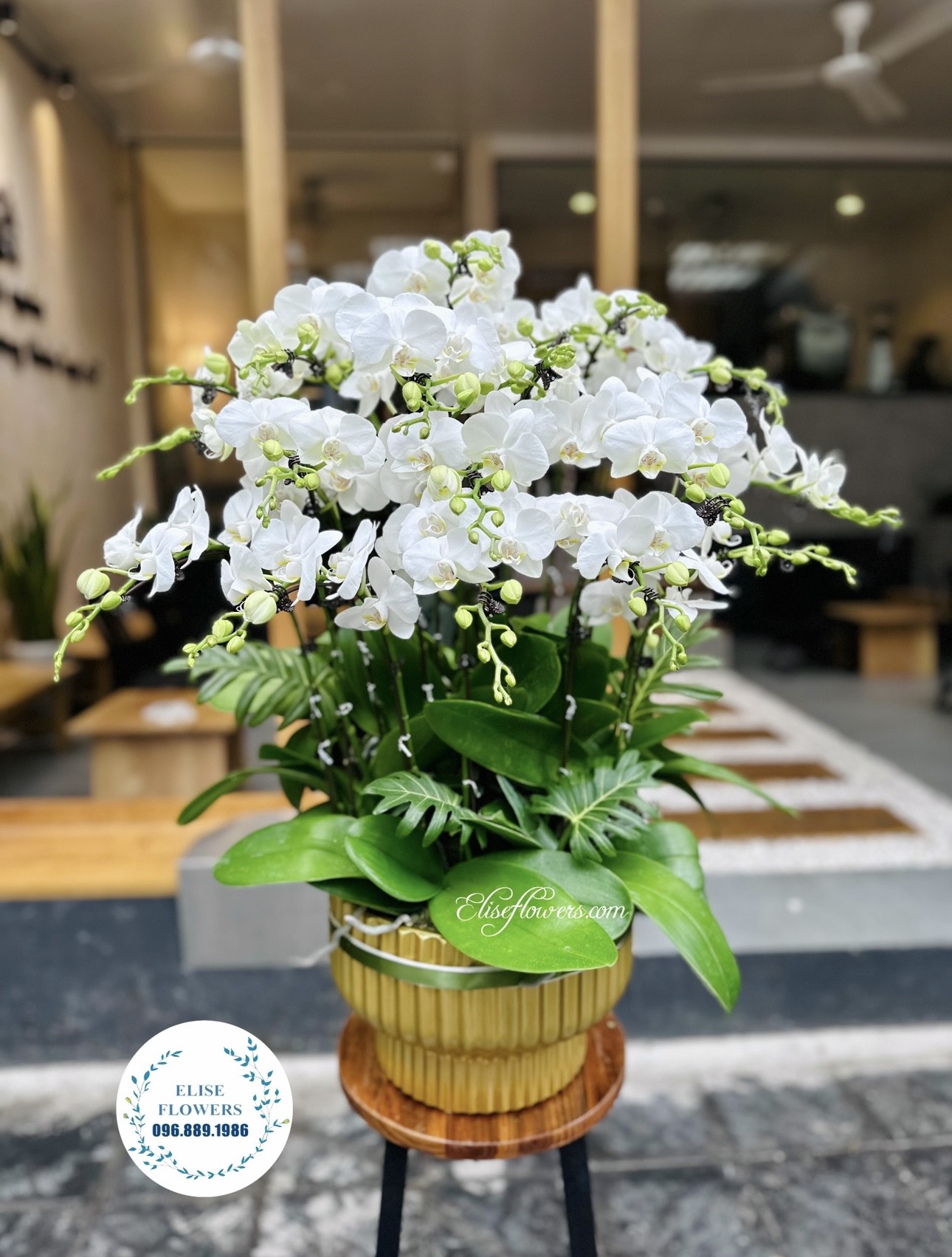 LAN HỒ ĐIỆP HÀ NỘI. Chậu hoa lan hồ điệp trắng đẹp ở Hà Nội. Hoa lan hồ điệp uy tín Hà Nội