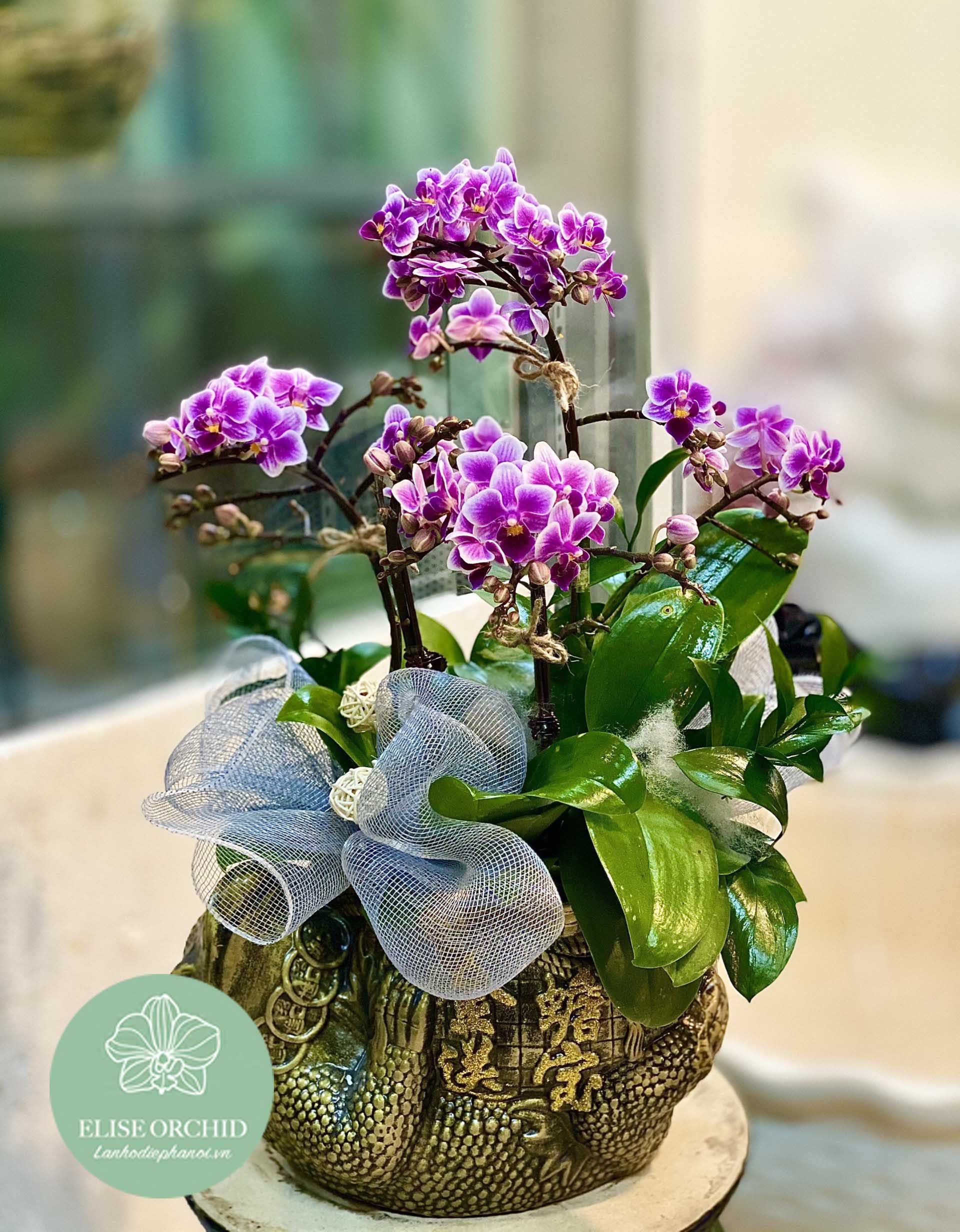 Lan hồ điệp tím | Chậu lan hồ điệp tím cao cấp | lan hồ điệp tím mini | Shop hoa lan hồ điệp tím