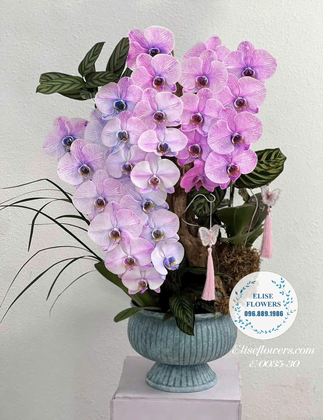 Lan Hồ Điệp Tím Ghép Lũa Cao Cấp Trong Chậu Sứ Cổ Điển