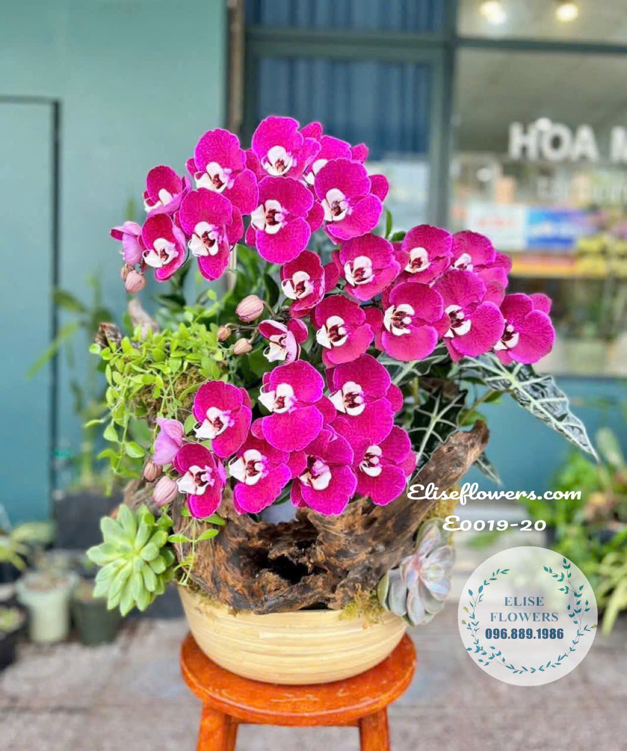 Chậu Lan Hồ Điệp Tím Cao Cấp Ghép Lũa Độc Đáo Tại Eliseflowers